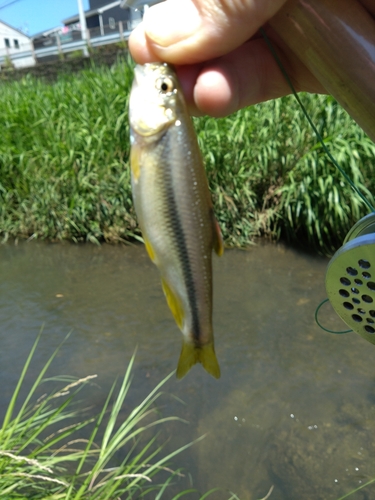 カワムツの釣果