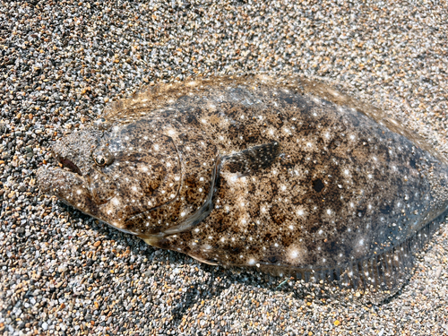 ヒラメの釣果