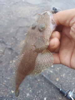 ワニゴチの釣果