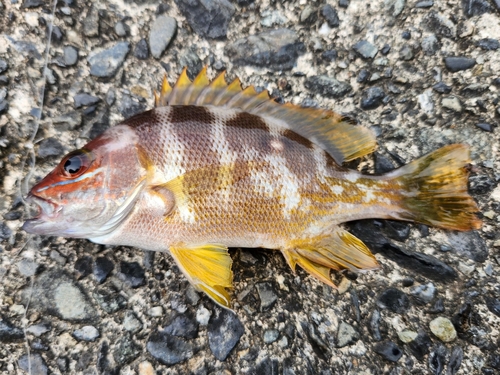 フエダイの釣果