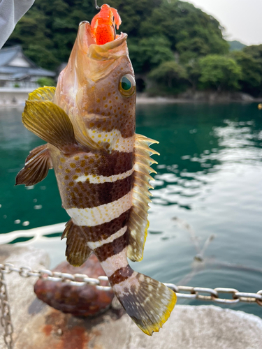 アオハタの釣果