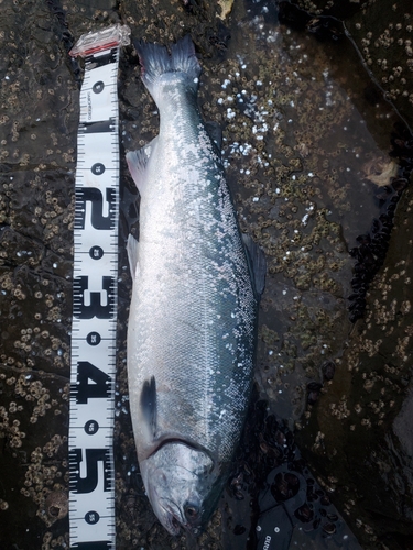 サクラマスの釣果