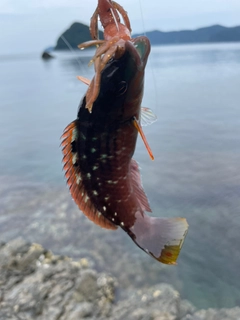 キュウセンの釣果