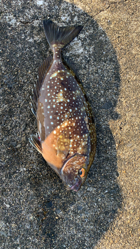 アイゴの釣果