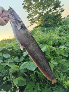 ナマズの釣果