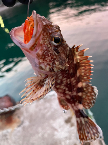 カサゴの釣果