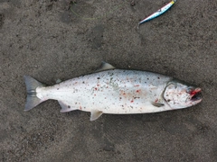 サクラマスの釣果