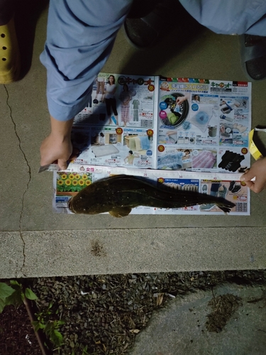 マハゼの釣果