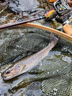 イワナの釣果