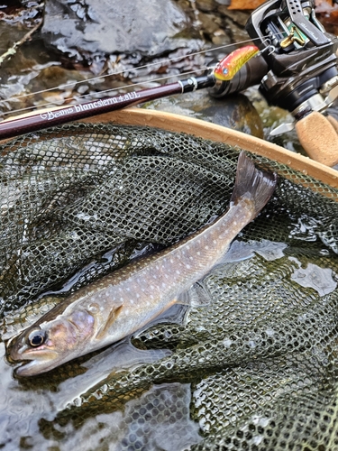 イワナの釣果