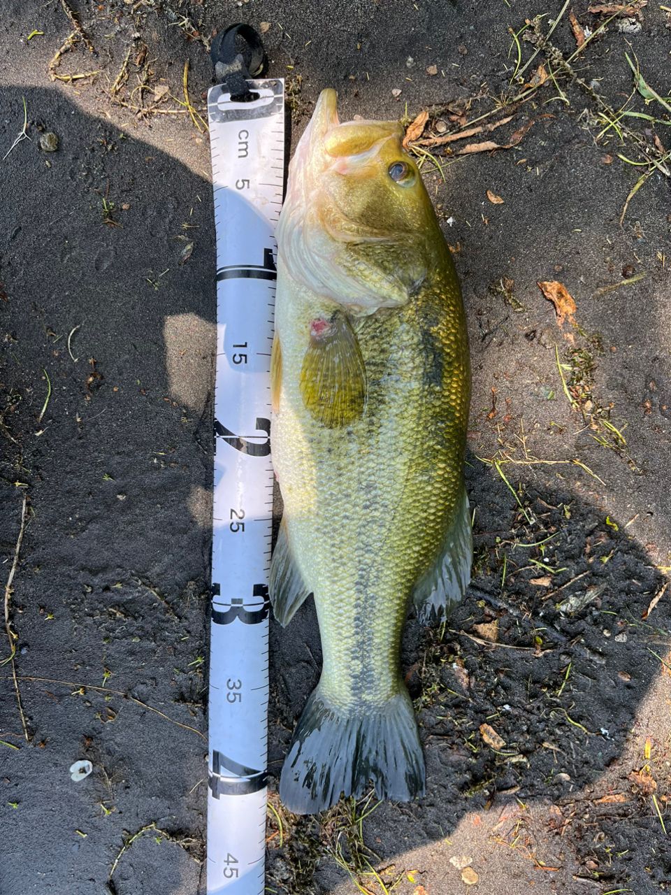 ラージマウスバス