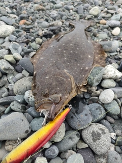 ソゲの釣果