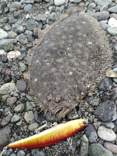 ガンゾウビラメの釣果