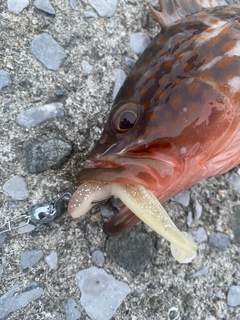 アコウの釣果