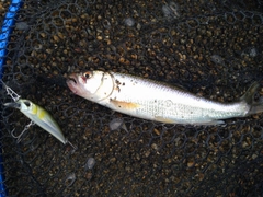 ハスの釣果