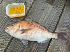 マダイの釣果