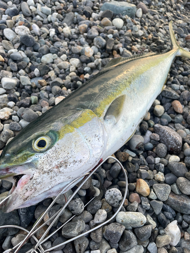 イナダの釣果