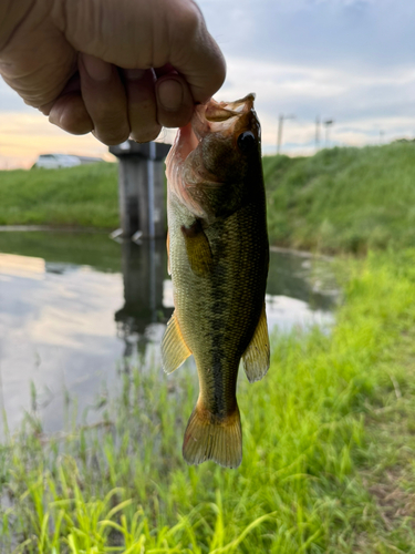 ラージマウスバスの釣果