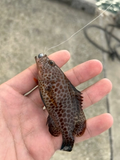 オオモンハタの釣果