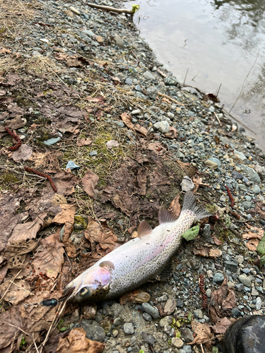 ニジマスの釣果