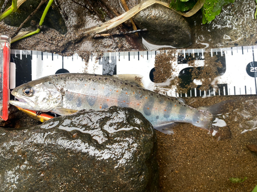 アマゴの釣果