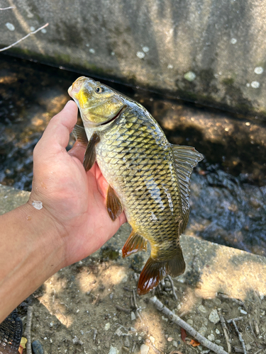 コイの釣果