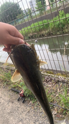 ナマズの釣果