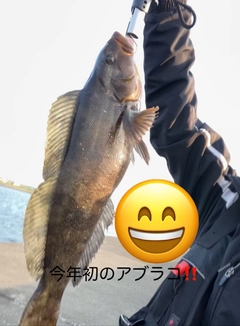 アイナメの釣果