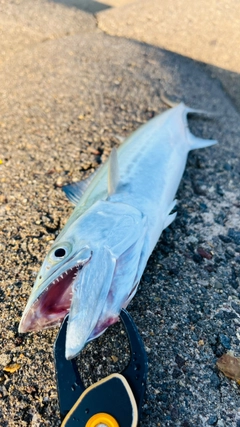 サゴシの釣果