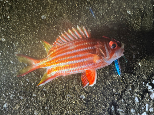 アヤメエビスの釣果