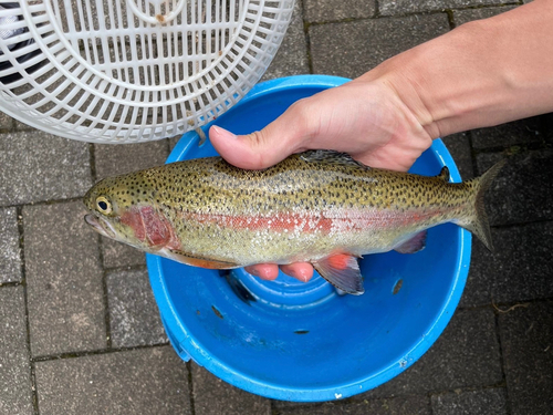 ニジマスの釣果