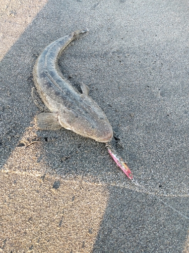 マゴチの釣果