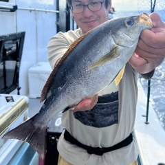 イサキの釣果