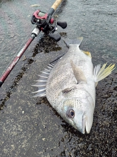 チヌの釣果