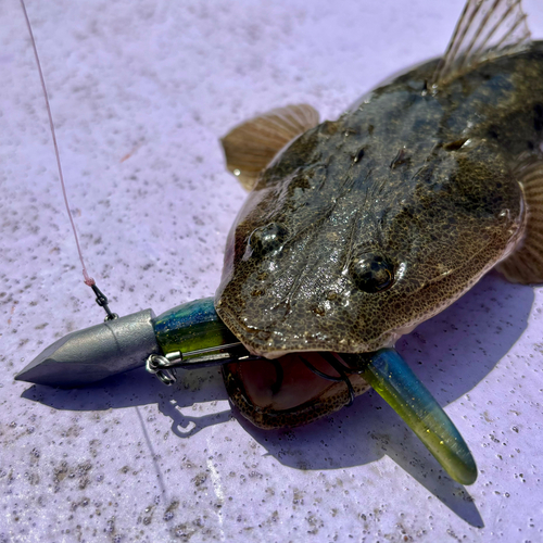 マゴチの釣果