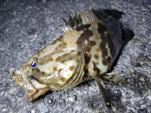 チャイロマルハタの釣果