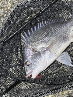 キビレの釣果