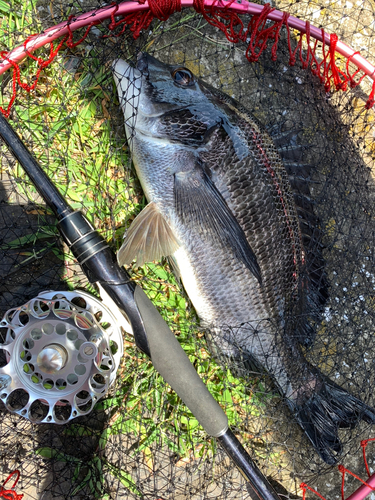 クロダイの釣果