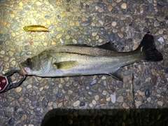 シーバスの釣果