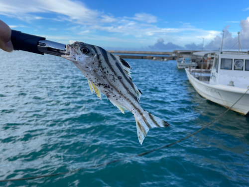 コトヒキの釣果