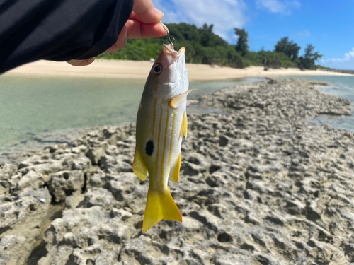 ヤマトビーの釣果