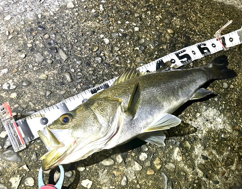 シーバスの釣果