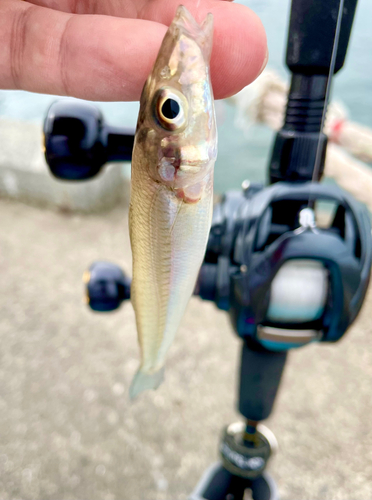 キスの釣果