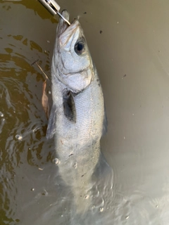 ヒラスズキの釣果