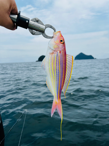 イトヨリダイの釣果