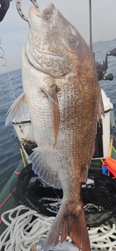 タイの釣果