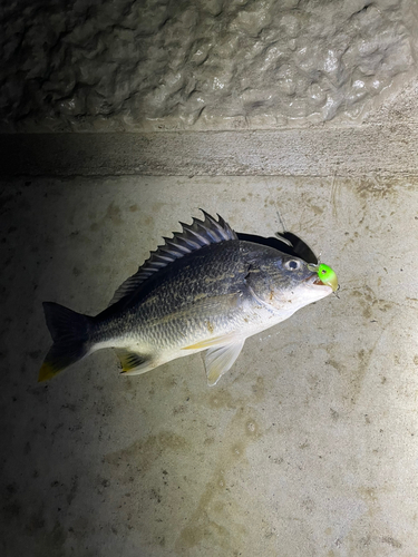 キビレの釣果