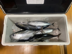 ダルマの釣果