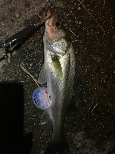 セイゴ（マルスズキ）の釣果