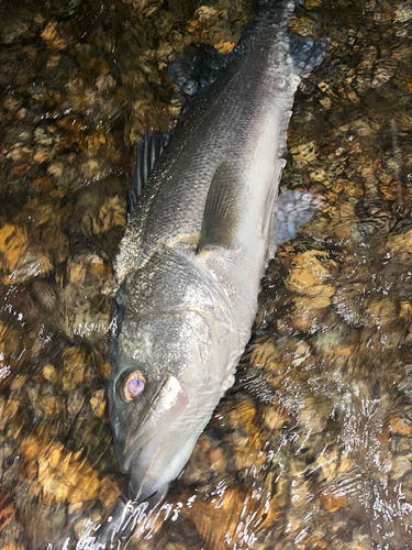 スズキの釣果